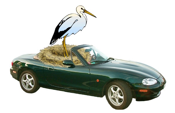 cigogne