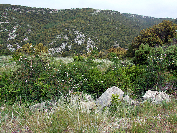 DSCF0984
