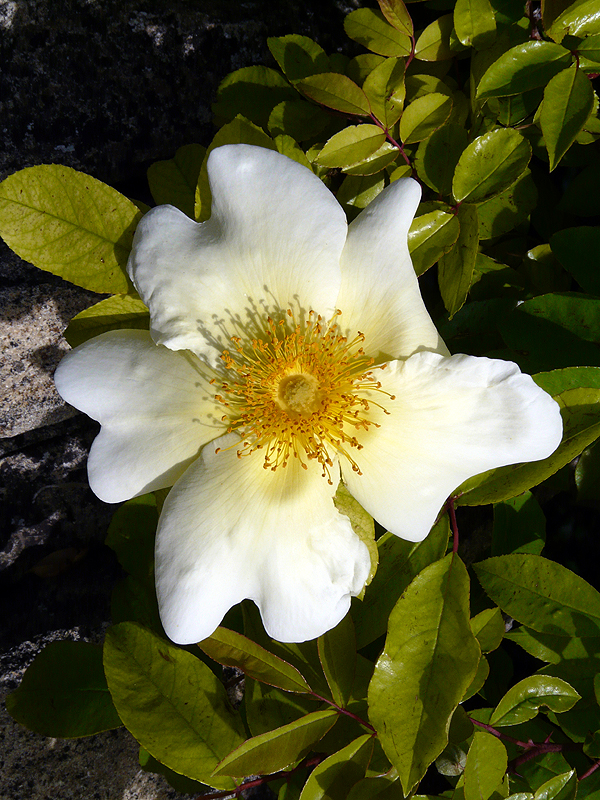 P1010927